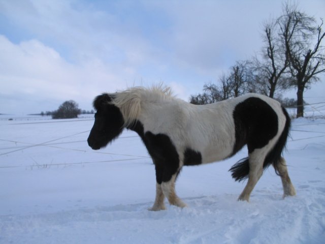 ../images/017-Skjona im Schnee.jpg